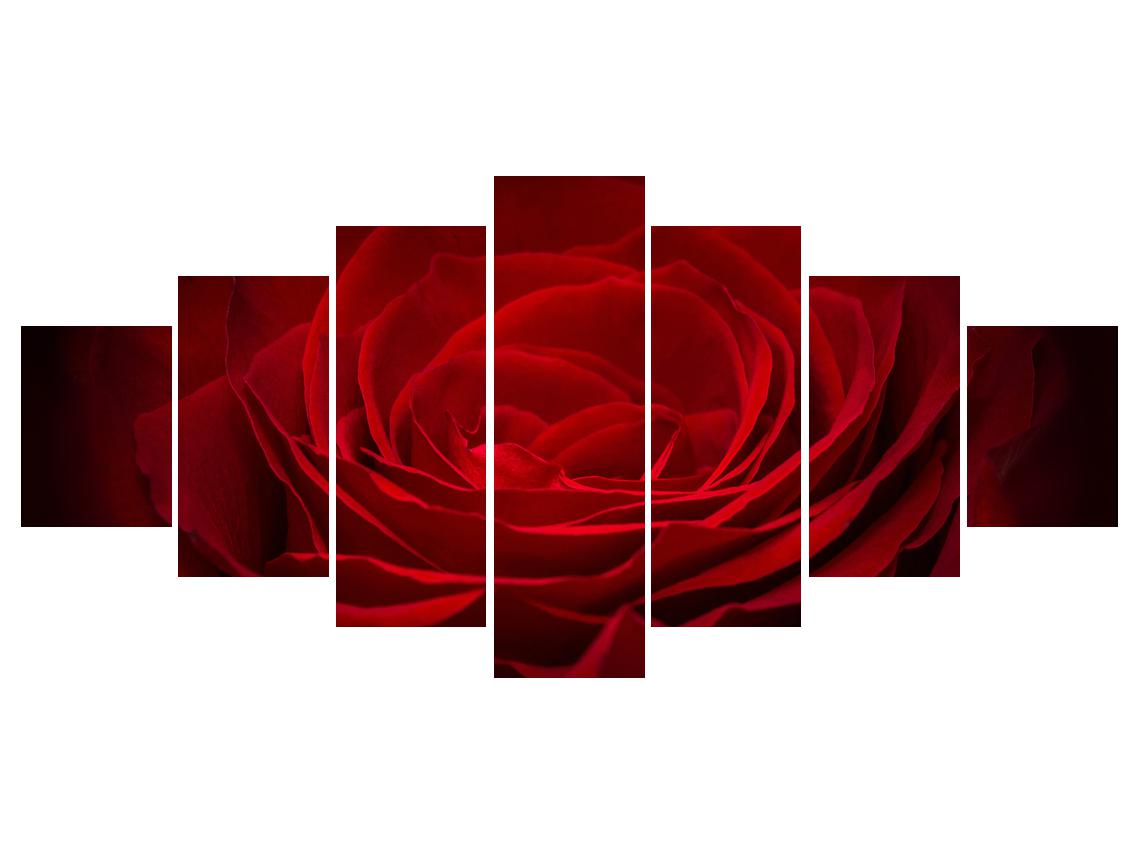 Slika rdeče vrtnice