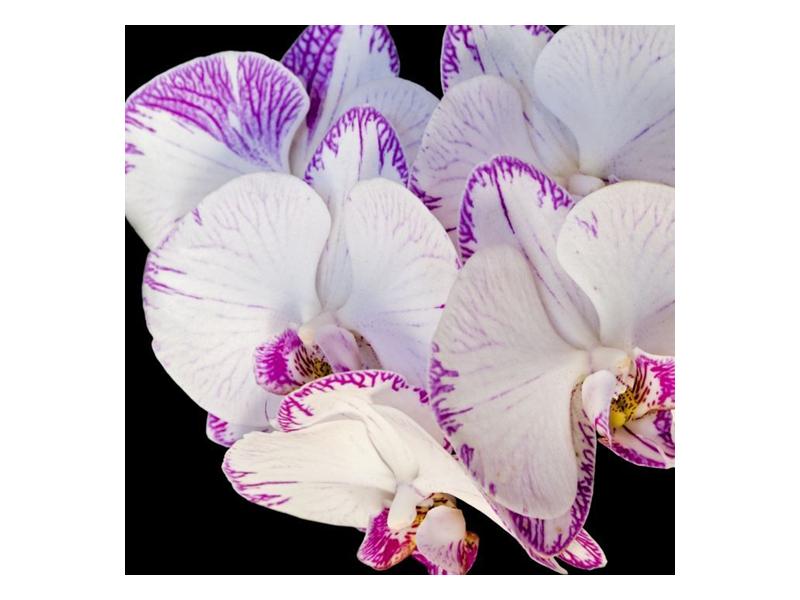 Obraz květu orchideje (F000384F3030)