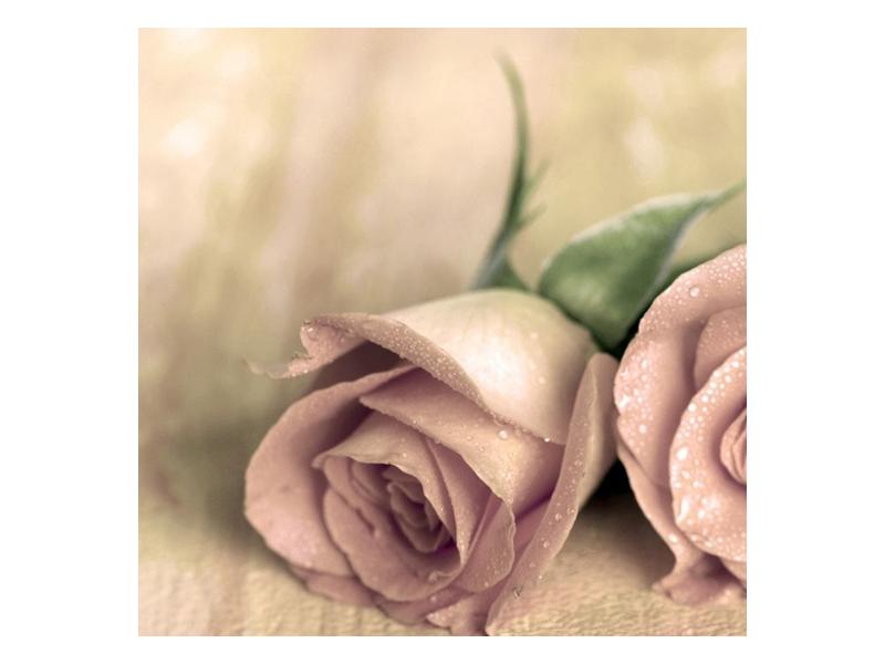Obraz jemných růží (F001212F3030)