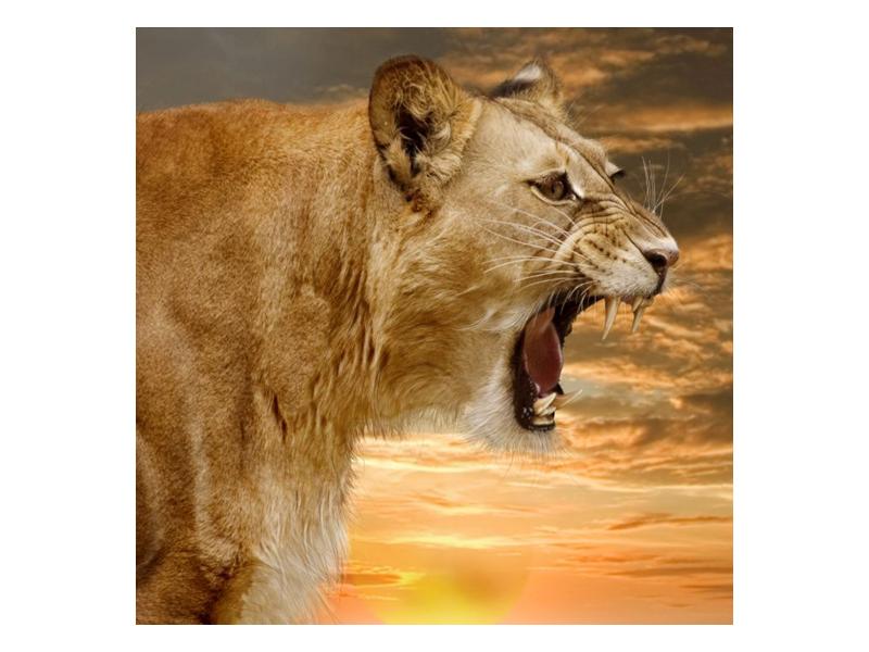 Obraz řvoucí lvice  (F001634F3030)