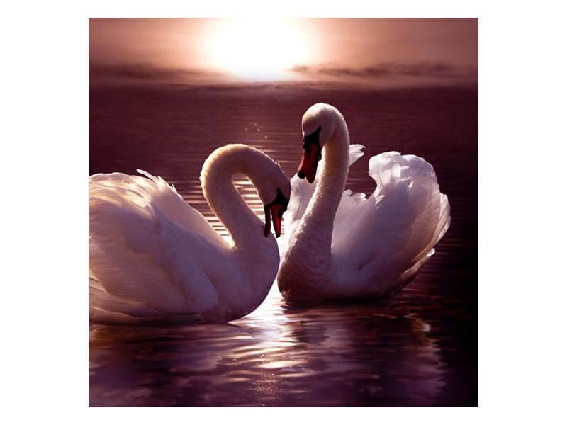 Obraz labutí na jezeře  (F002698F3030)