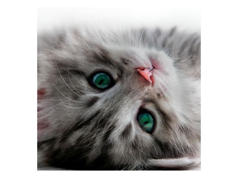 Obraz kočky se zelenýma očima  (F002702F3030)