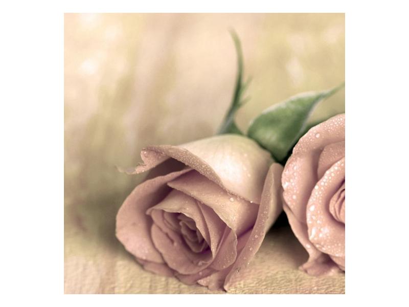 Obraz jemných růží (F001212F4040)