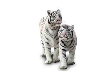 Fehér tigris képe