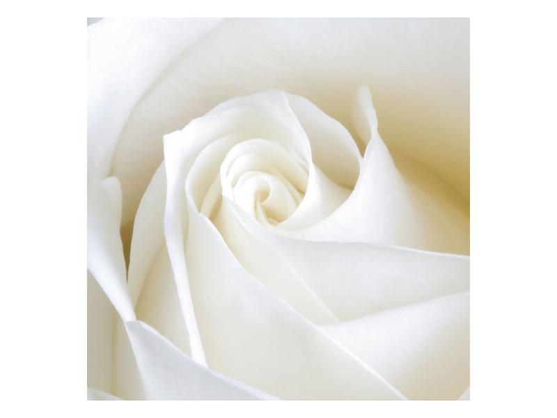 Obraz bílé růže (F000471F5050)