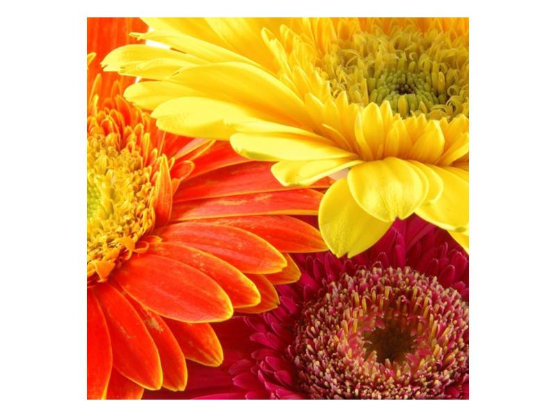 Obraz květin (F000514F5050)