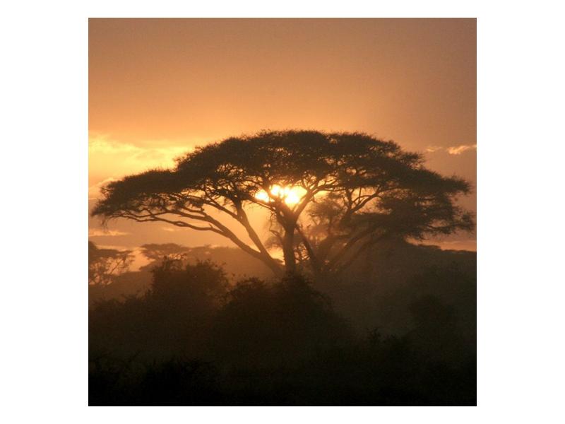 Obraz stromu a západu slunce (F000523F5050)