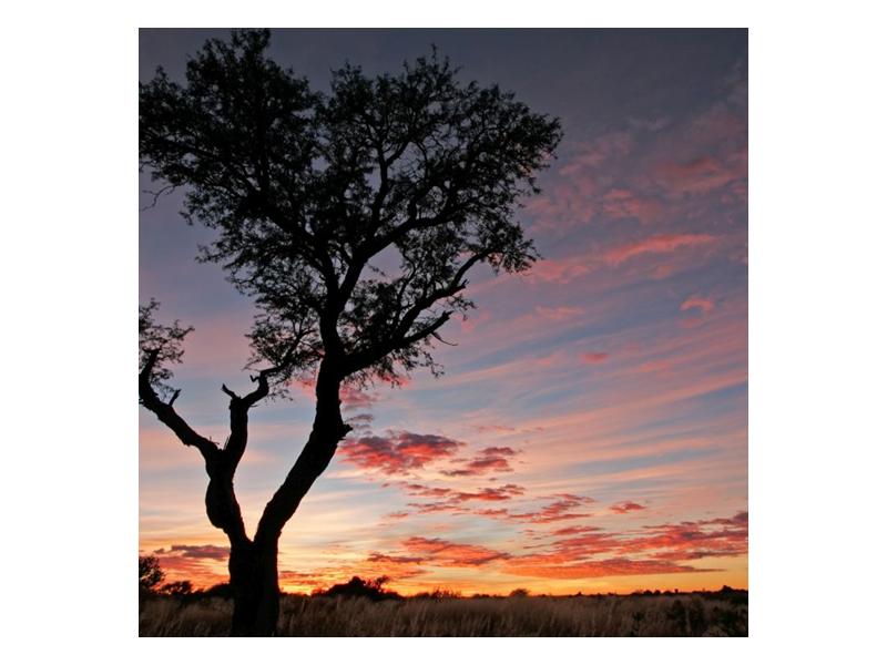 Obraz stromu a červánků (F000530F5050)