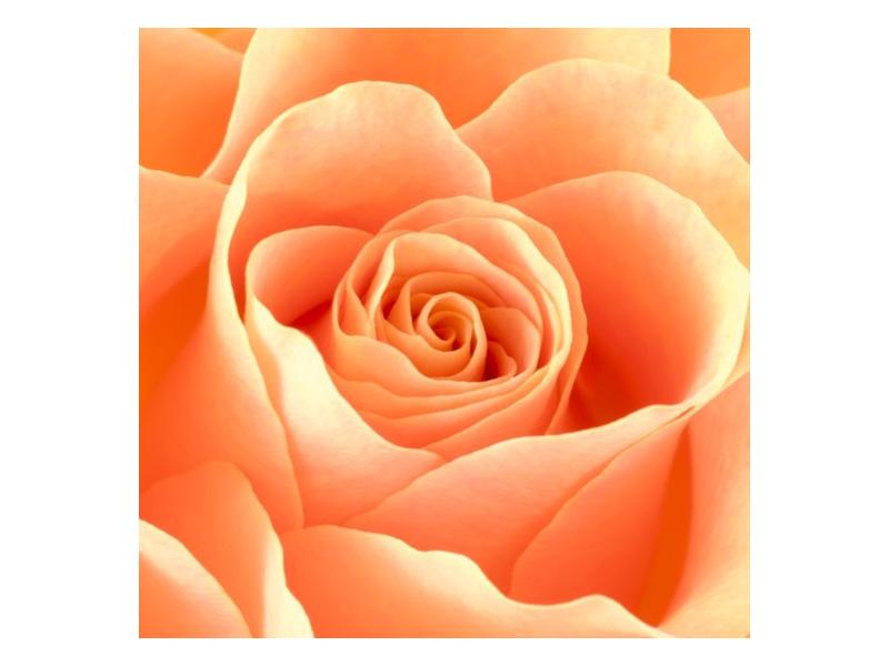 Obraz růže (F000693F5050)