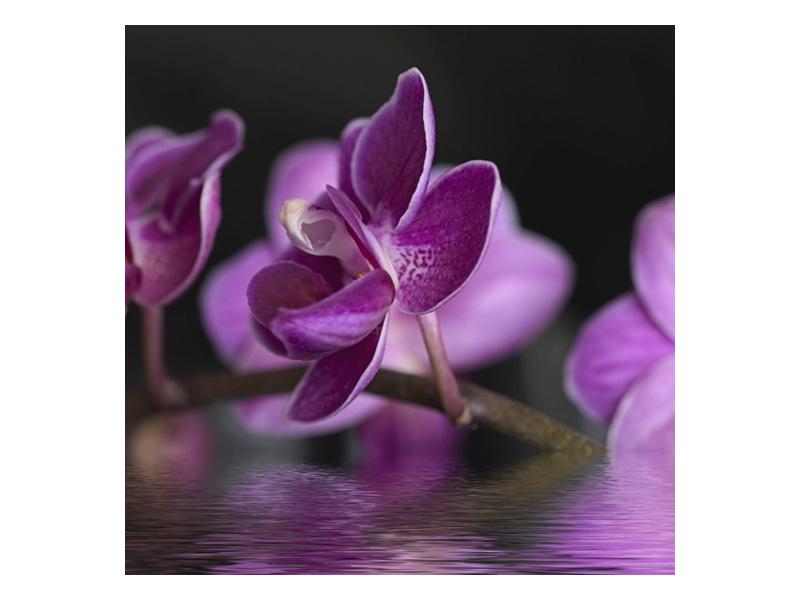 Obraz fialové květiny na hladině (F001231F5050)