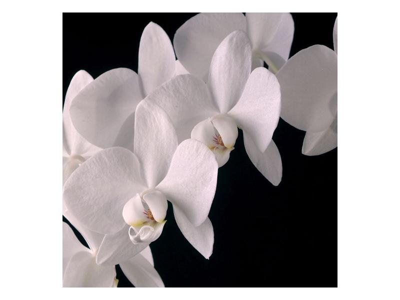 Obraz bílých magnolií (F001513F5050)