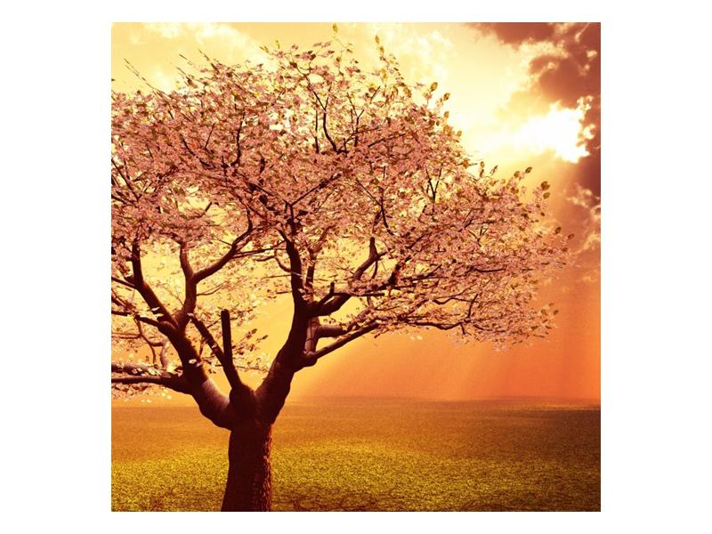 Obraz rozkvetlého stromu (F002282F5050)