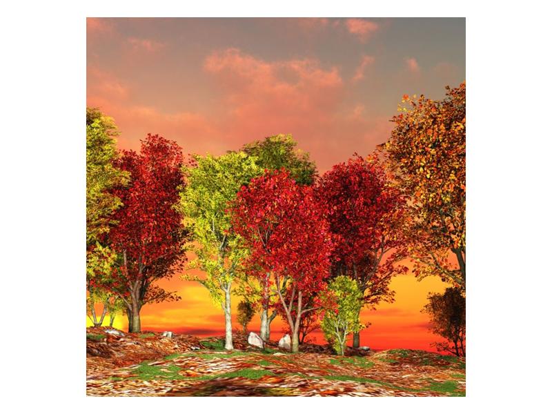 Obraz barevných stromů (F002283F5050)