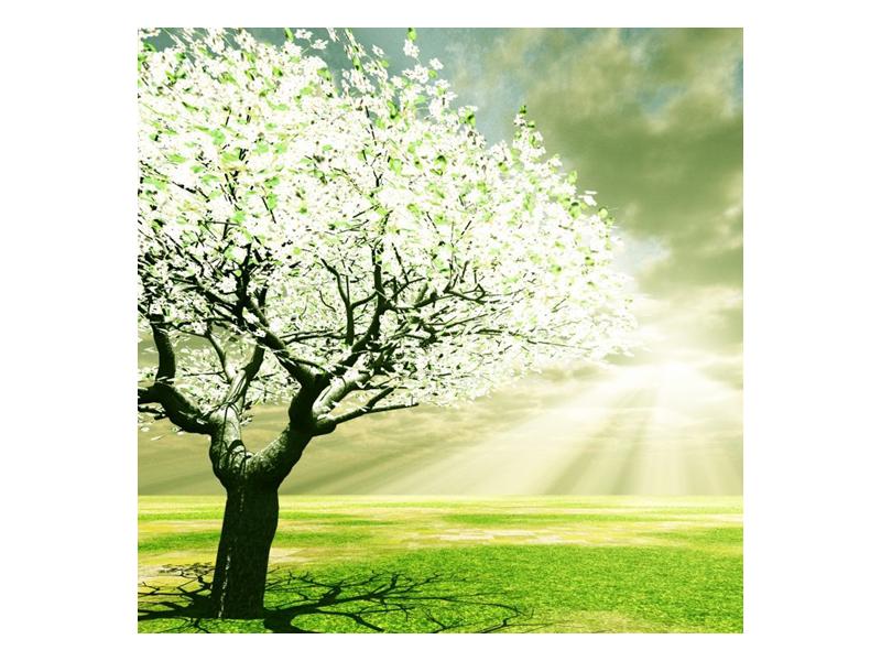 Obraz stromu na jaře (F002291F5050)