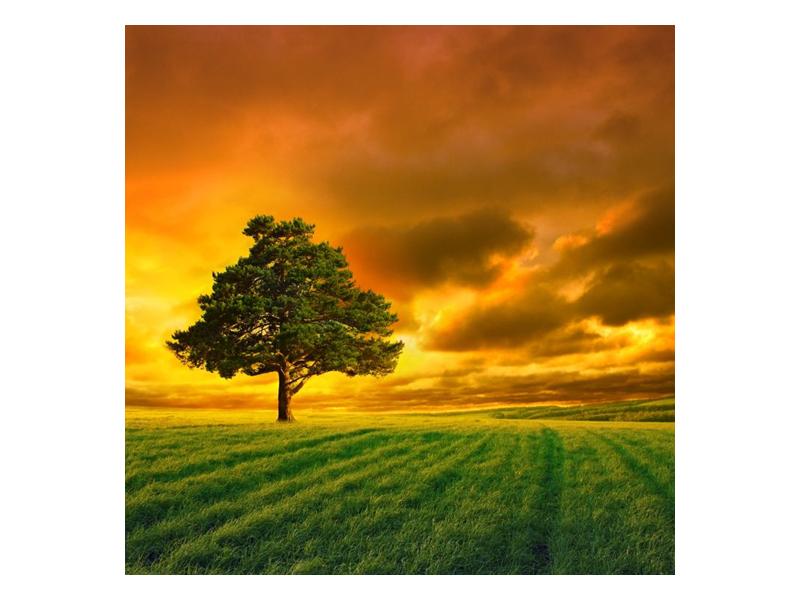 Obraz osamoceného stromu na louce  (F002617F5050)
