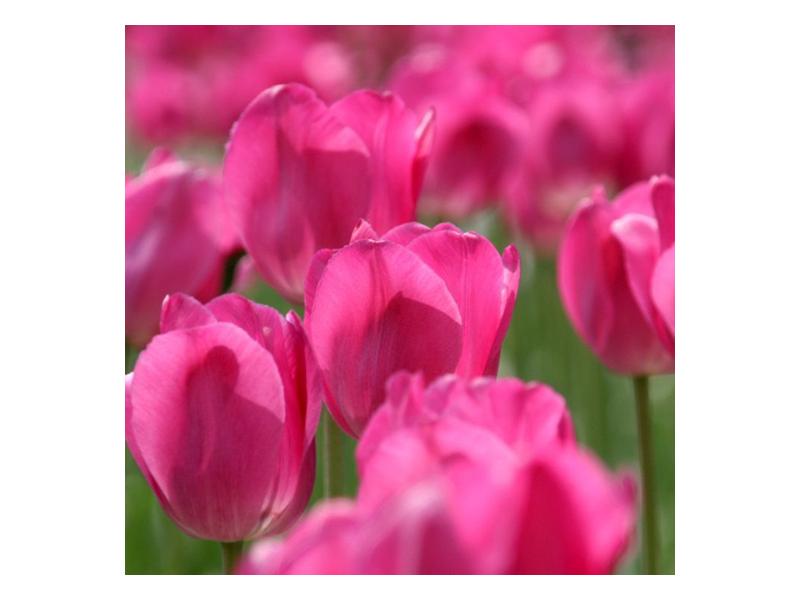Obraz růžových tulipánů  (F002627F5050)