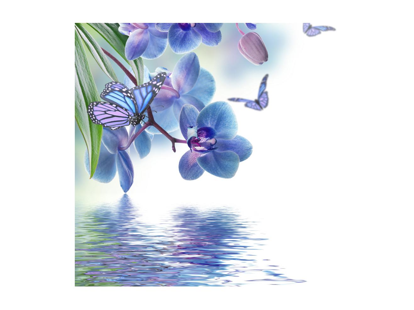 Slika metulja na cvetovih orhideje (K012045K5050)
