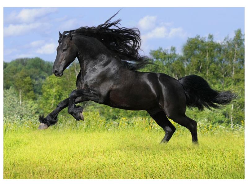 Obraz koně s rozevlátou hřívou  (F002685F7050)