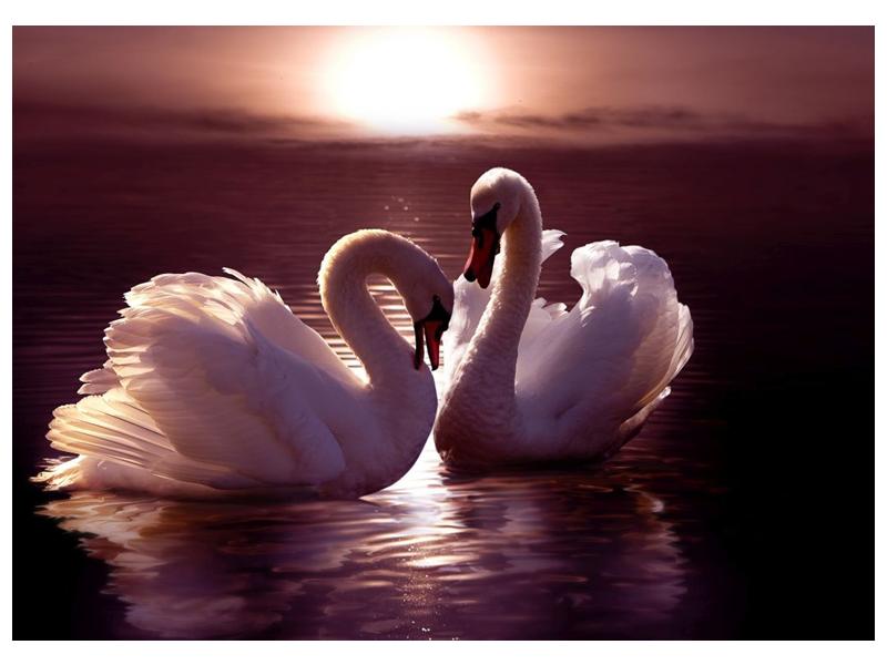 Obraz labutí na jezeře  (F002698F7050)