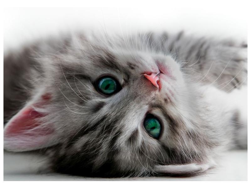 Obraz kočky se zelenýma očima  (F002702F7050)
