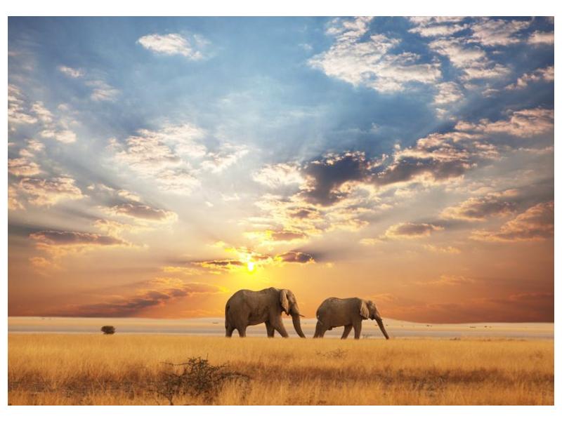 Obraz slonů putujících svanou  (F002703F7050)