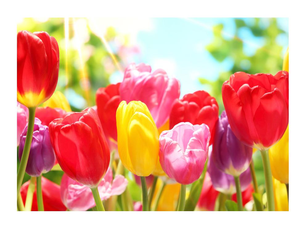 Slika tulipana (K011255K7050)
