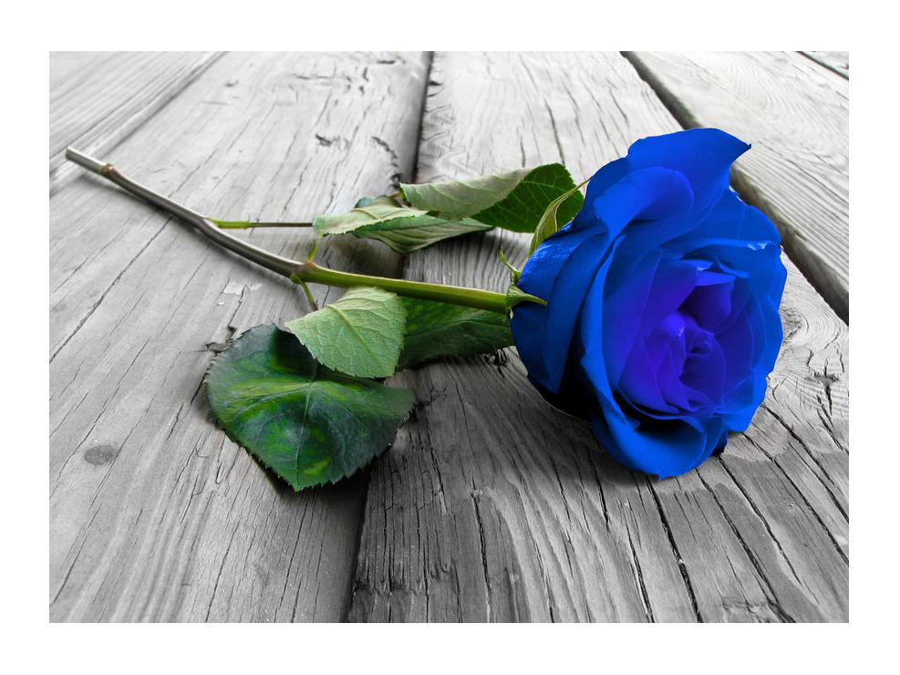 Tablou cu trandafir albastru (K012213K7050)