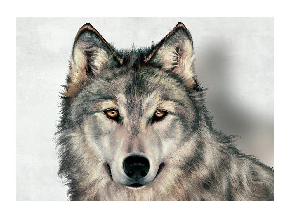 Slika volka