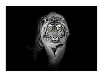Černobílý obraz tygra