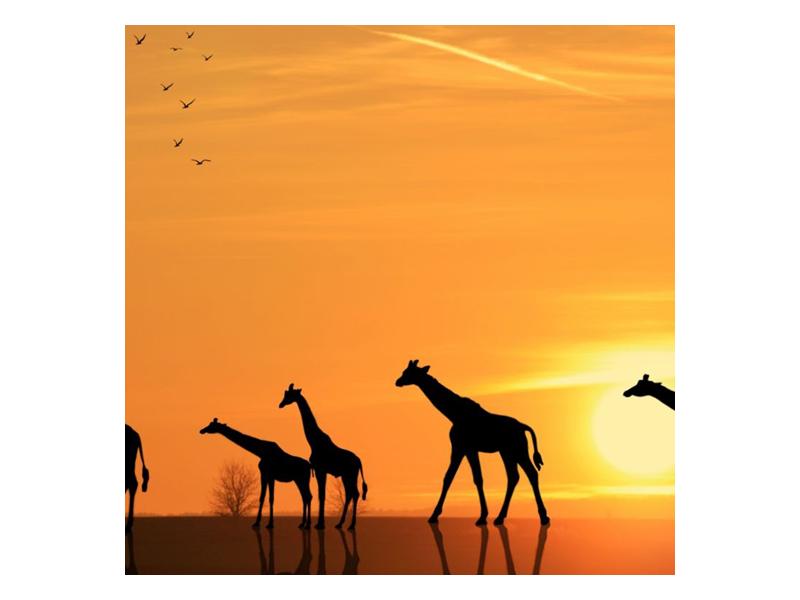 Obraz žiraf v západu slunce (F001074F7070)