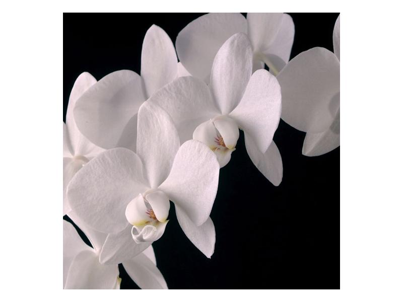 Obraz bílých magnolií (F001513F7070)