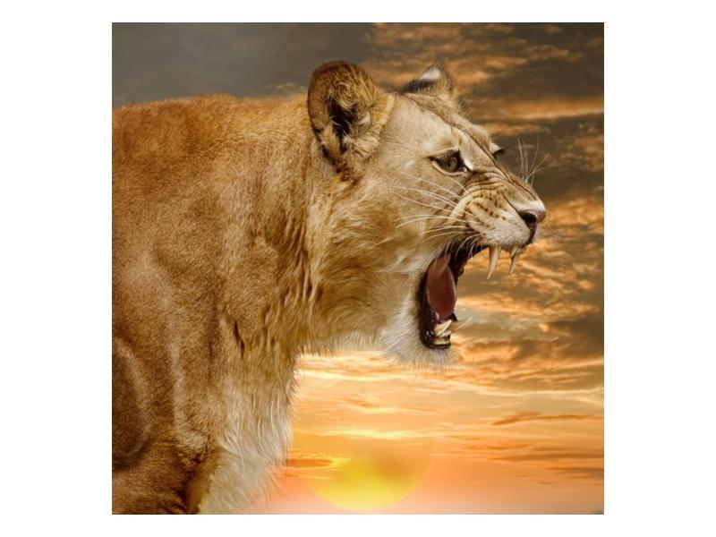 Obraz řvoucí lvice  (F001634F7070)