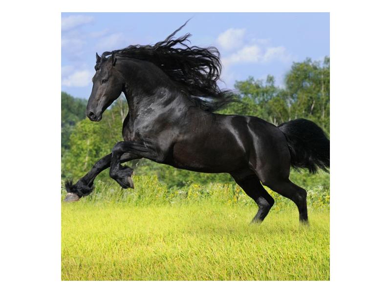 Obraz koně s rozevlátou hřívou  (F002685F7070)