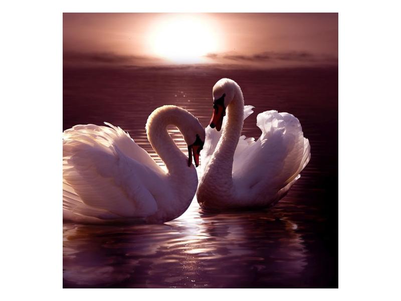 Obraz labutí na jezeře  (F002698F7070)
