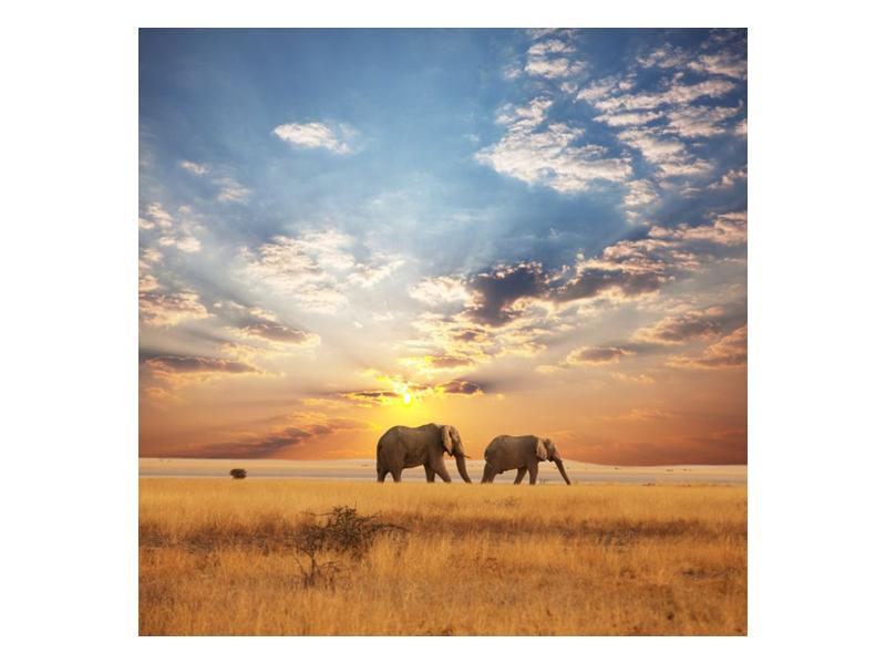 Obraz slonů putujících svanou  (F002703F7070)