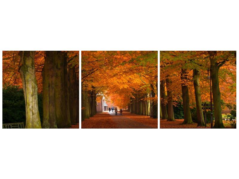 Krásný obraz aleje stromů na podzim (F000014F9030)