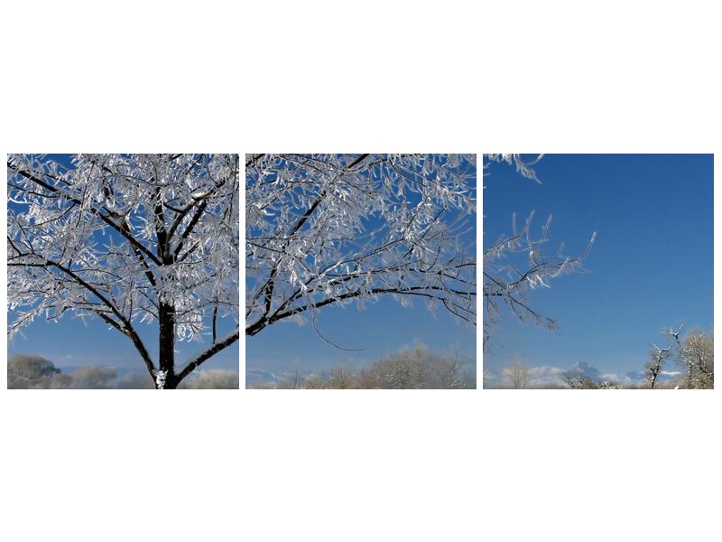 Zimní obraz jinovatky  (F000407F9030)