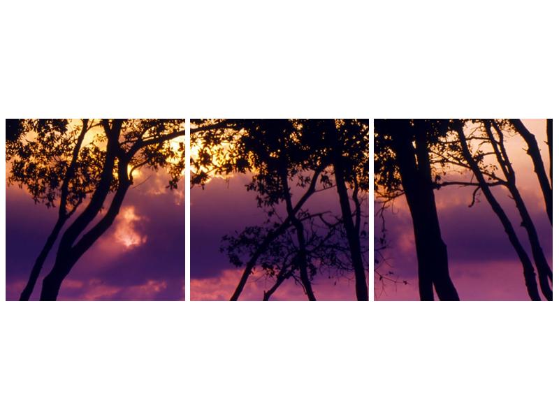 Obraz stromů při západu slunce (F000473F9030)