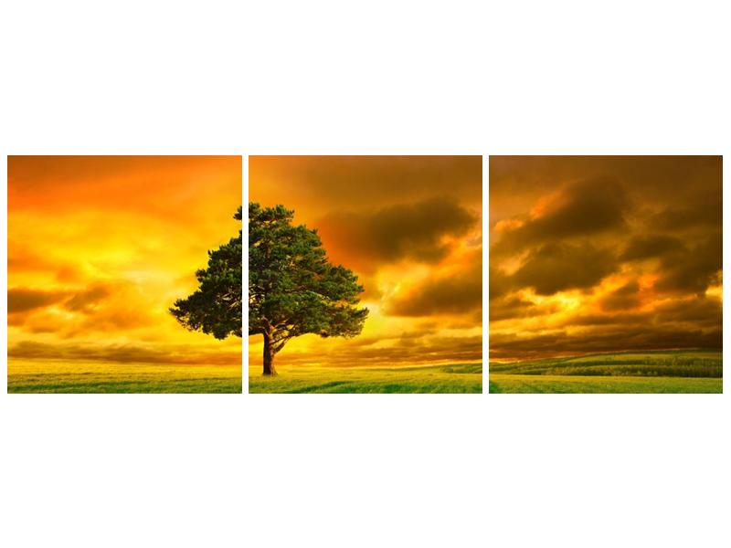 Obraz osamoceného stromu na louce  (F002617F9030)