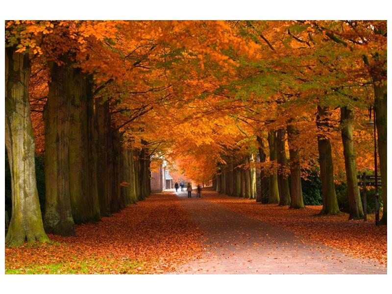 Krásný obraz aleje stromů na podzim (F000014F9060)