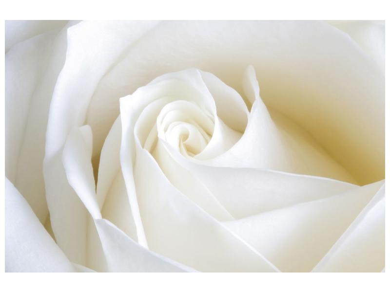 Obraz bílé růže (F000471F9060)