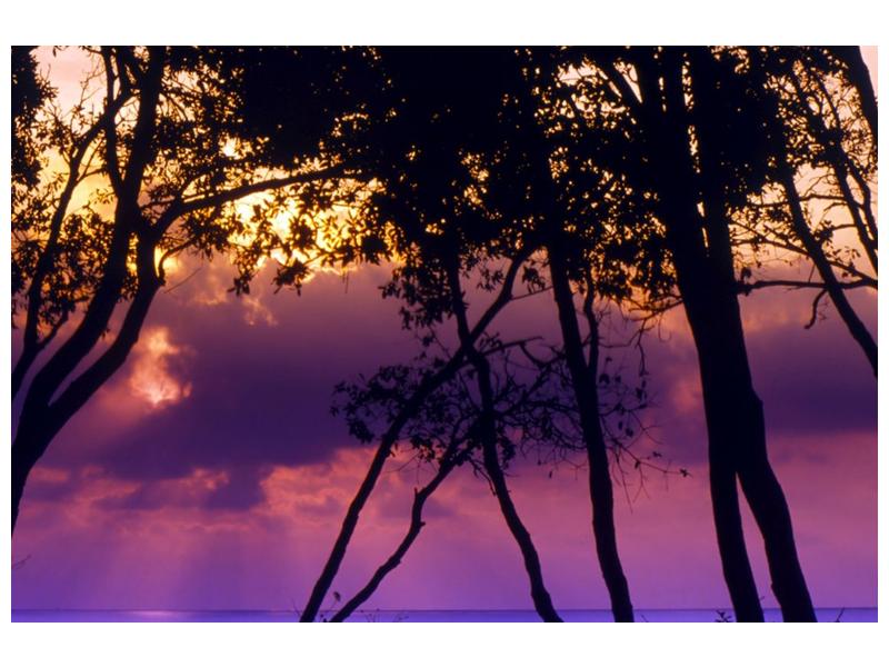 Obraz stromů při západu slunce (F000473F9060)
