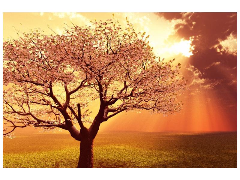 Obraz rozkvetlého stromu (F002282F9060)