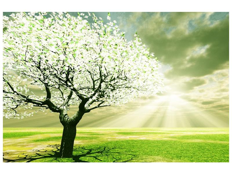 Obraz stromu na jaře (F002291F9060)