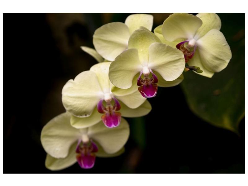 Obraz bílo-fialových orchideí  (F002613F9060)