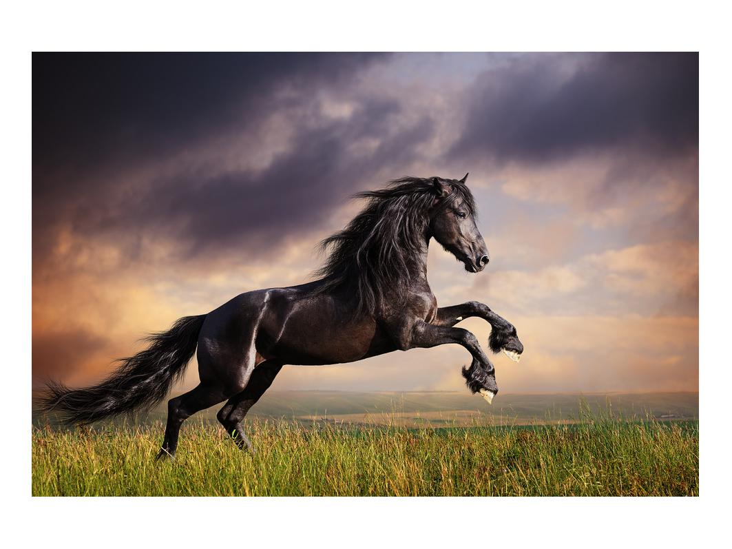 Slika konj