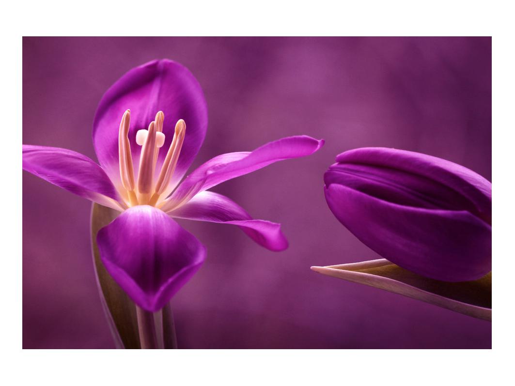 Slika vijoličnega cveta