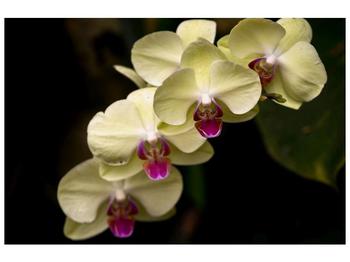 Obraz bílo-fialových orchideí 
