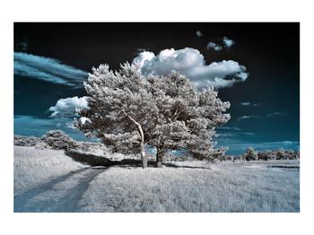 Hófehér fa képe