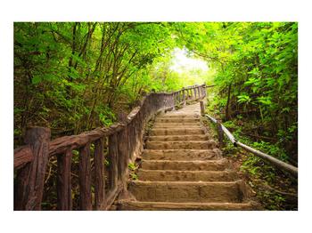 Letní obraz schodů v přírodě